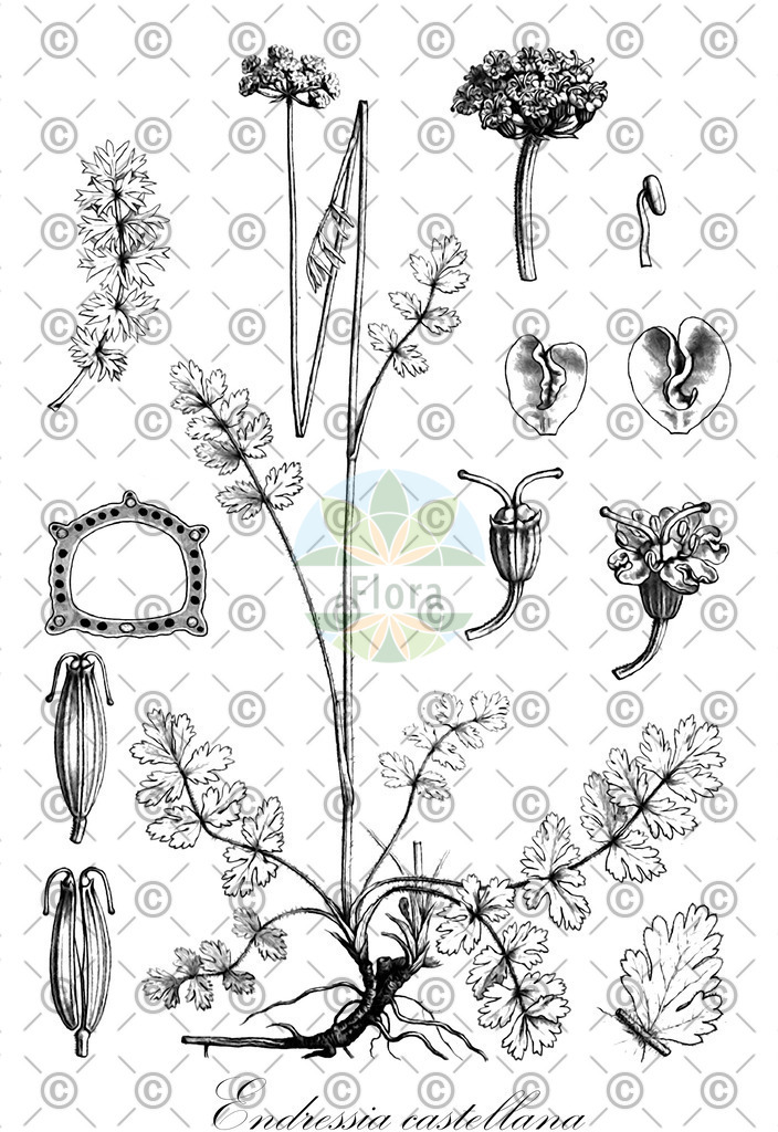HistAbb_wfo-0000667939_1_ENZY_Simple | Historische Abbildung von Endressia castellana - Apiaceae | Historical Illustration of Endressia castellana - Apiaceae