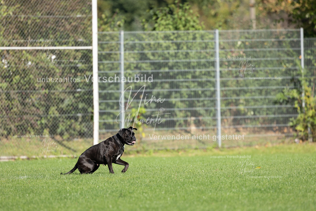 _16A5605 | Einzigartige Fotos von Hunden & Menschen –Actionfotos, Portraits, Vereinsaufnahmen & Paarshootings – authentisch, lebendig & mit Herz.