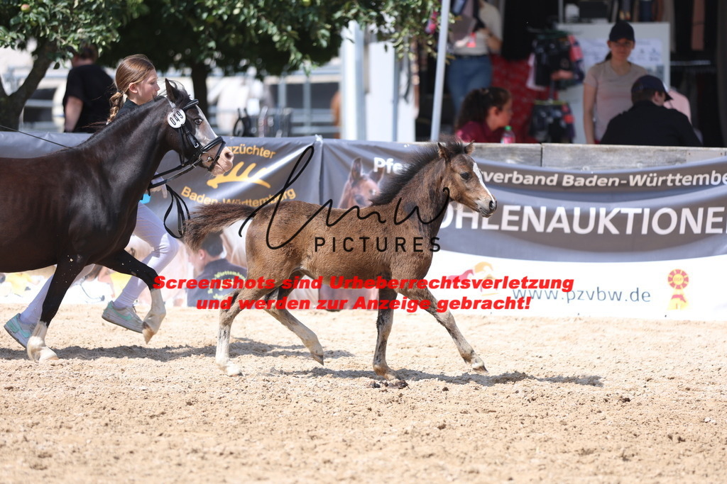 Fohlenschau_Schwäbisch_Hall_Ponys_KN 49_11 | lmwpictures - Realisiert mit Pictrs.com