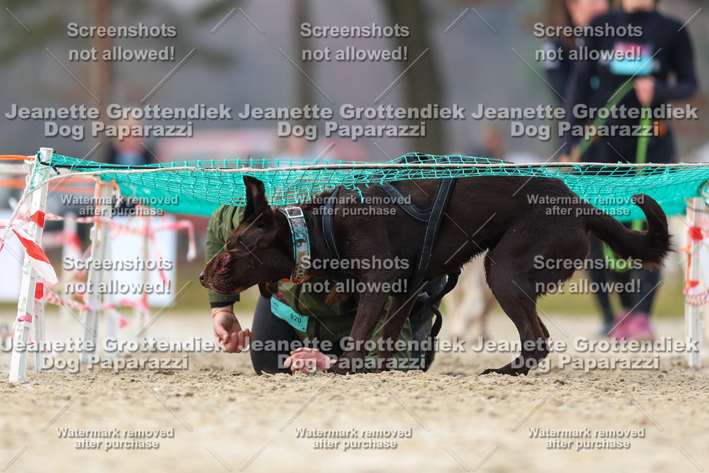 Dog Paparazzi - Strongdog North Mrz26-4137 | Dog Paparazzi Jeanette Grottendiek Fotografie & Videografie - Realisiert mit Pictrs.com