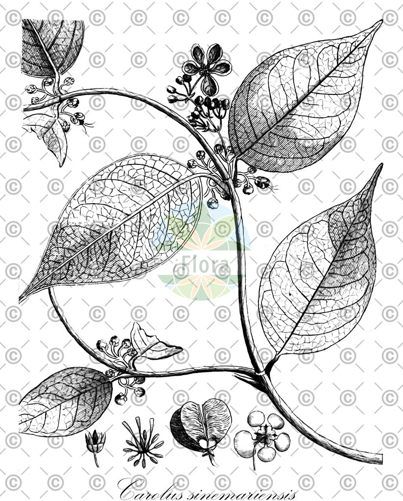 HistAbb_wfo-0000588248_1_ENZY_Simple | Historische Abbildung von Carolus sinemariensis - Malpighiaceae | Historical Illustration of Carolus sinemariensis - Malpighiaceae