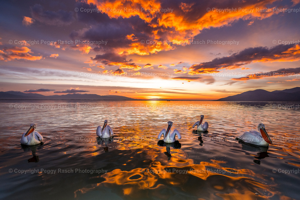 Pelikane_2024_groß_letzter Tag1-12 | PeggyRaschPhotography - Realisiert mit Pictrs.com