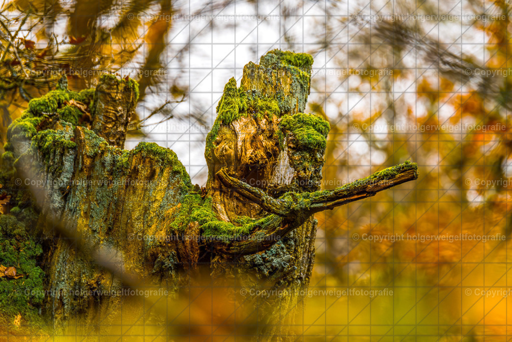 Grün, Gelb....am Ende Bunt II | Kaufen sie online außergewöhnliche Fotografien auf Leinwand Acrylglas Fotoprint Aludibond von holgerweigeltfotografie - Realisiert mit Pictrs.com