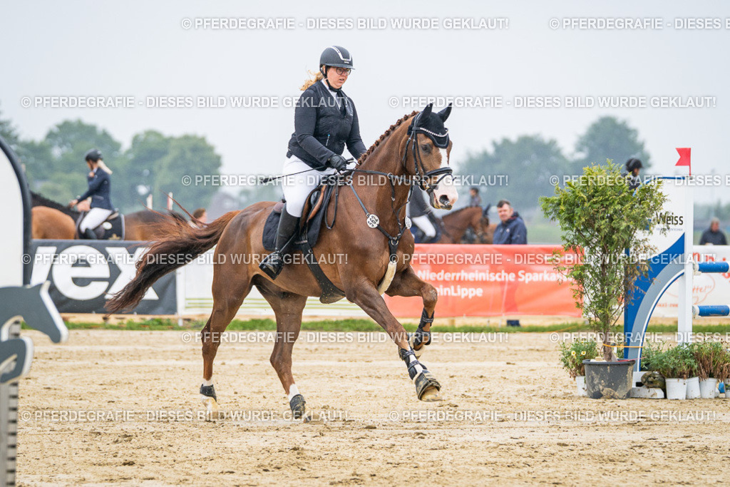 DSC01650 | Pferdegrafie