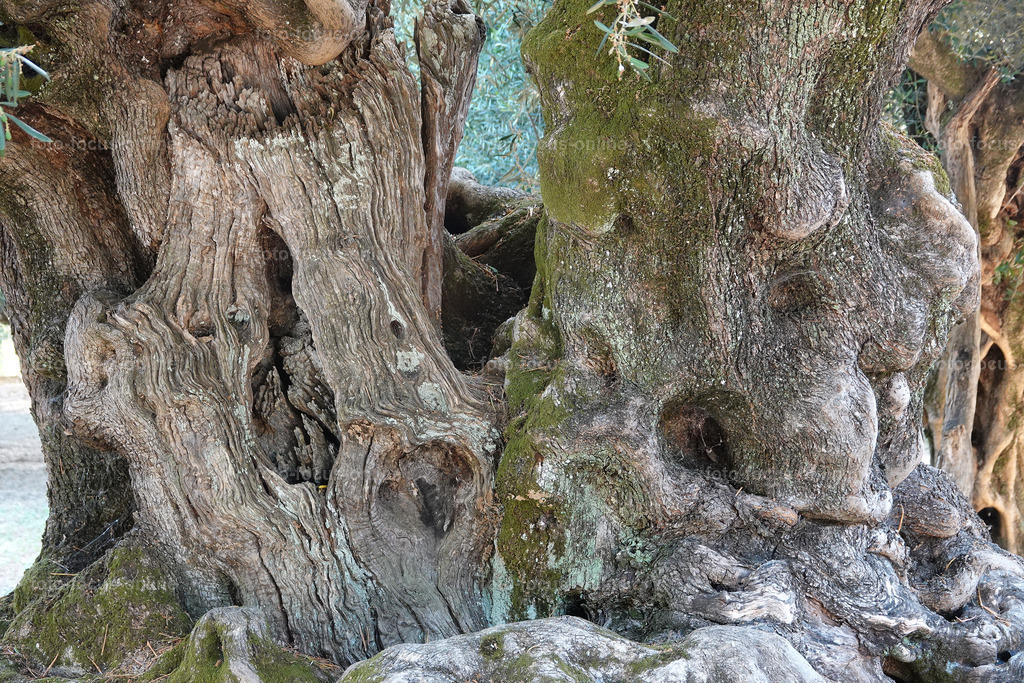 Stories of the Ancient Olive Trees | Ancient Olive Trees