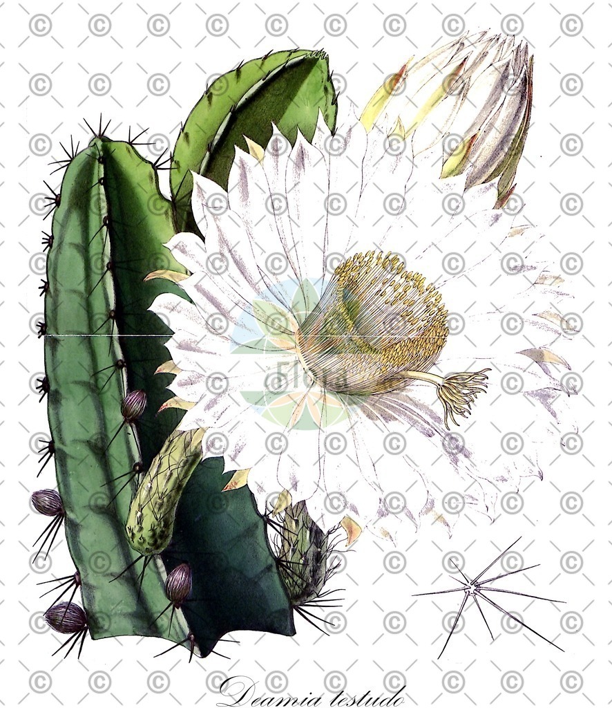 HistAbb_wfo-0000638905_1_ENZY_Simple | Historische Abbildung von Deamia testudo - Cactaceae | Historical Illustration of Deamia testudo - Cactaceae