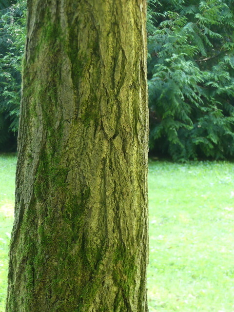 Urwelt Mammutbaum 2. | Verkauf von Fotos und  Videoclips zumThema Natur.Motive sind Pflanzen, Tiere, Landschaftenund Wetter - Realisiert mit Pictrs.com
