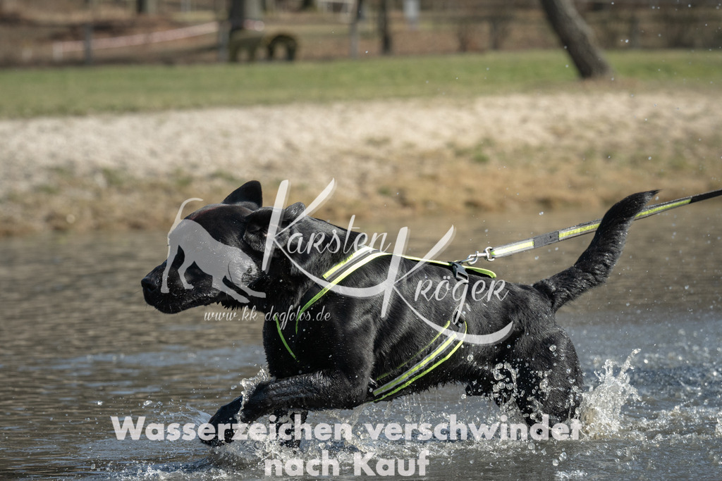 1221_ZZ99320 | kk-dogfotos