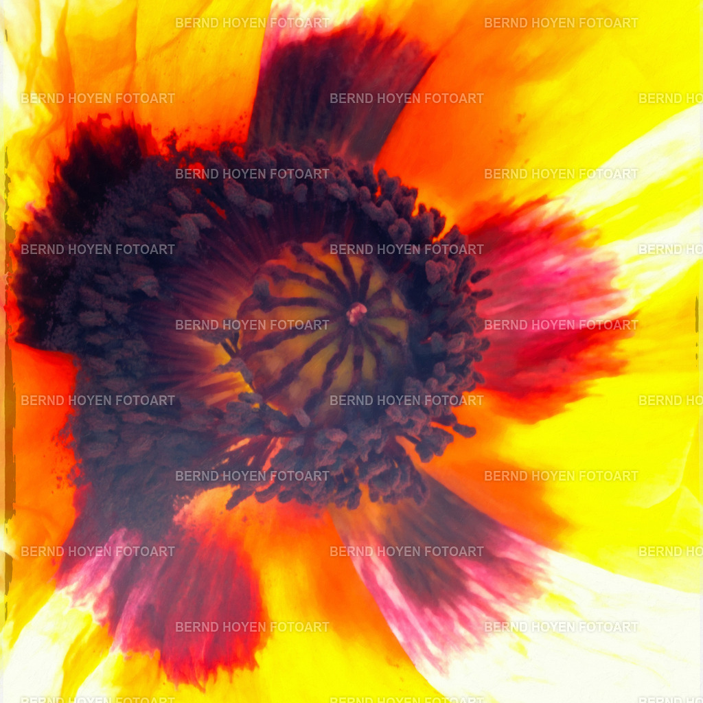 popping | Portrait einer Mohnblume. Die spätere Bildbearbeitung der Nahaufnahme wurde der Ölmalerei nachempfunden und erzeugte einen malerischen Effekt. | Portrait of a poppy flower. The later image processing of the close-up was modelled on oil painting and created a painterly effect. - Realisiert mit Pictrs.com