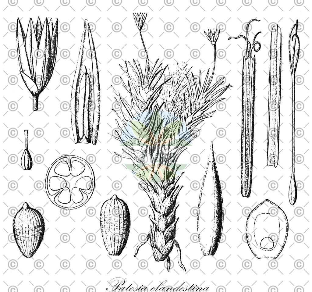 HistAbb_EMP_7100187_1_SIMPLE | Historische Abbildung von Patosia clandestina - Juncaceae | Historical Illustration of Patosia clandestina - Juncaceae