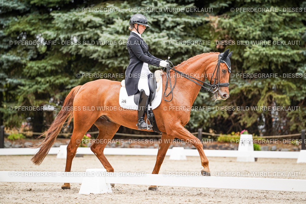 DSC05223 | Pferdegrafie