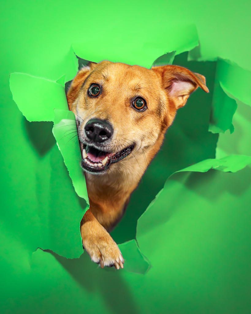 allesWIRTHgut Tierfotografie - 7IV03045-Verbessert-RR | Professionelle Tierfotografie in Mönchengladbach von Daniel Wirth (allesWIRTHgut). Liebevolle & natürliche Bilder von Hunden & Katzen für unvergessliche Erinnerungen.