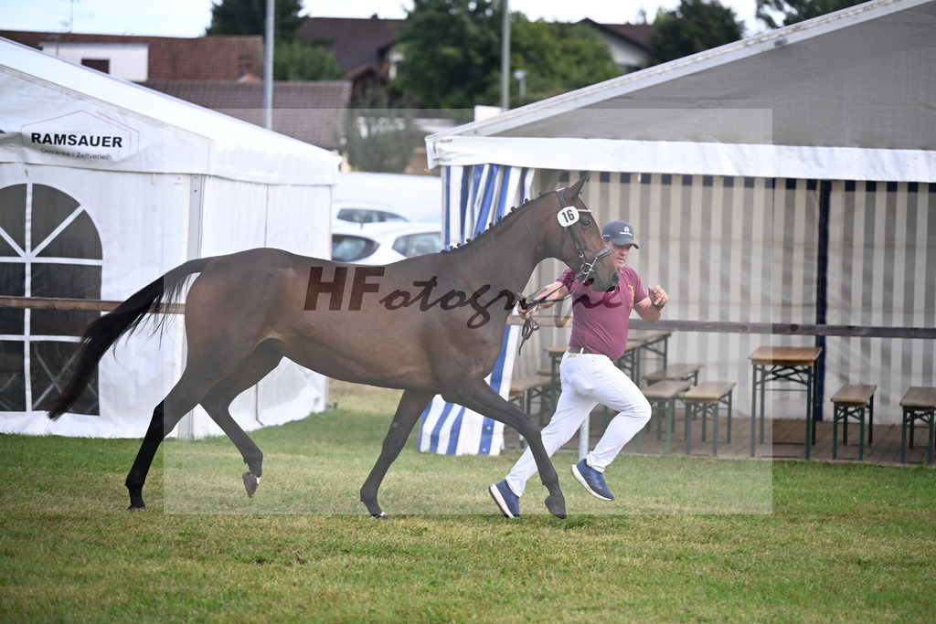 Kat-Nr. 16 Elektra v. Kipper_Wallochny_30250251 | hf-fotografie - Realisiert mit Pictrs.com