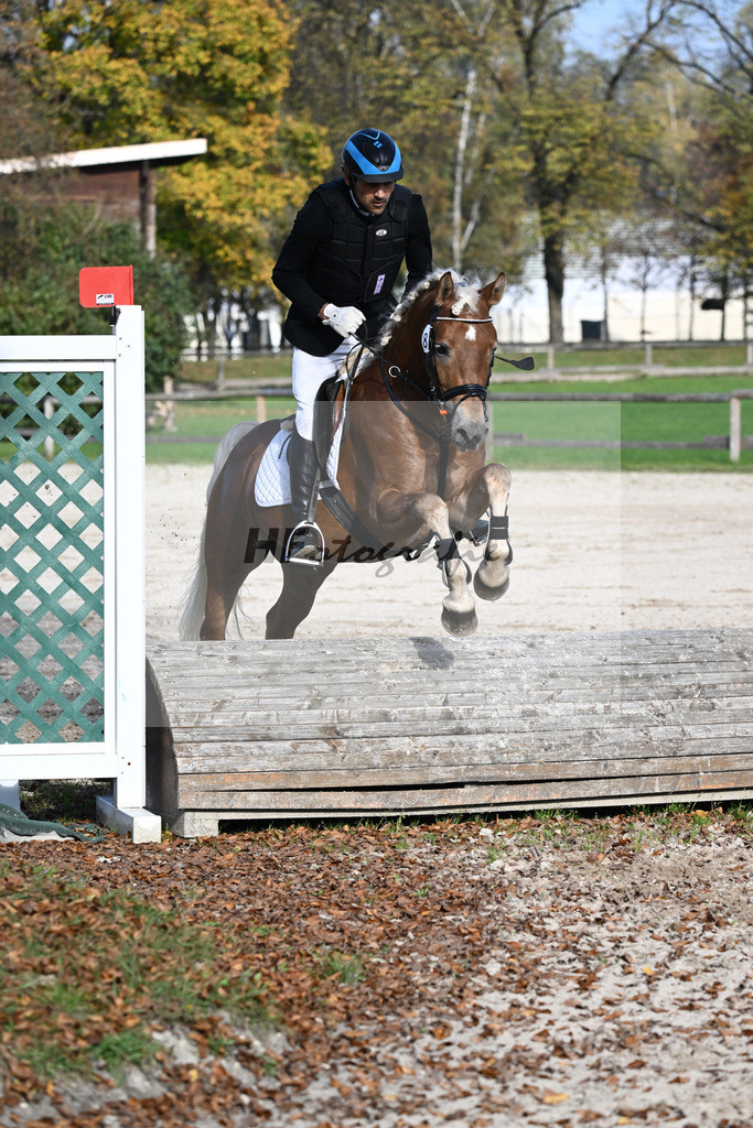 Kat-Nr. 8 Eiswind_Sendig Gestuet Meura_44240802 | hf-fotografie - Realisiert mit Pictrs.com
