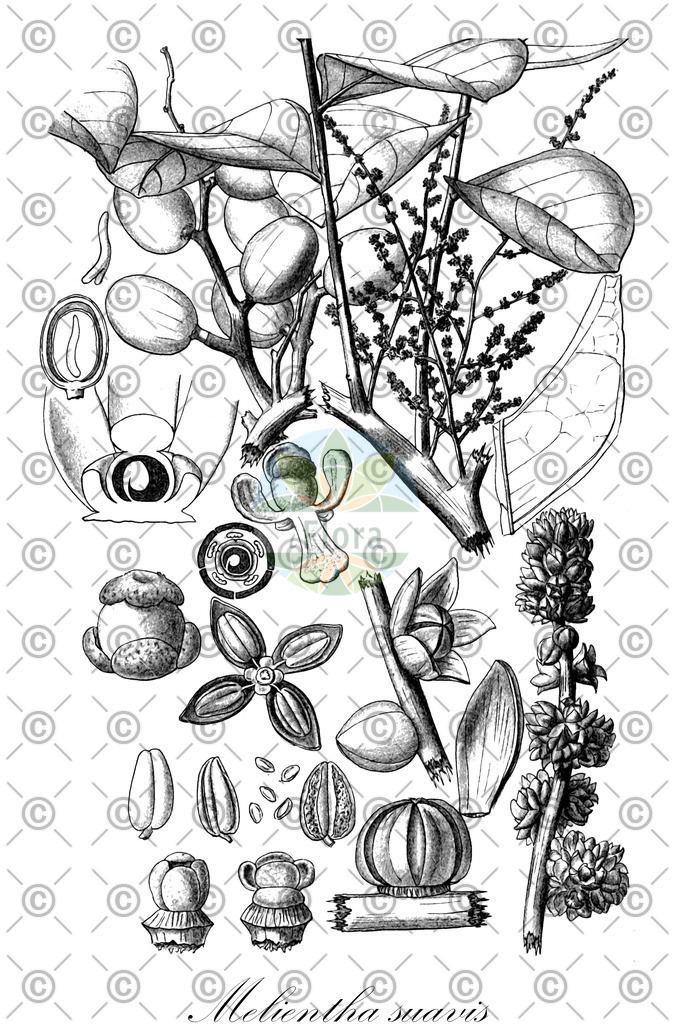 HistAbb_wfo-0000879582_1_ENZY_Simple | Historische Abbildung von Melientha suavis - Opiliaceae | Historical Illustration of Melientha suavis - Opiliaceae