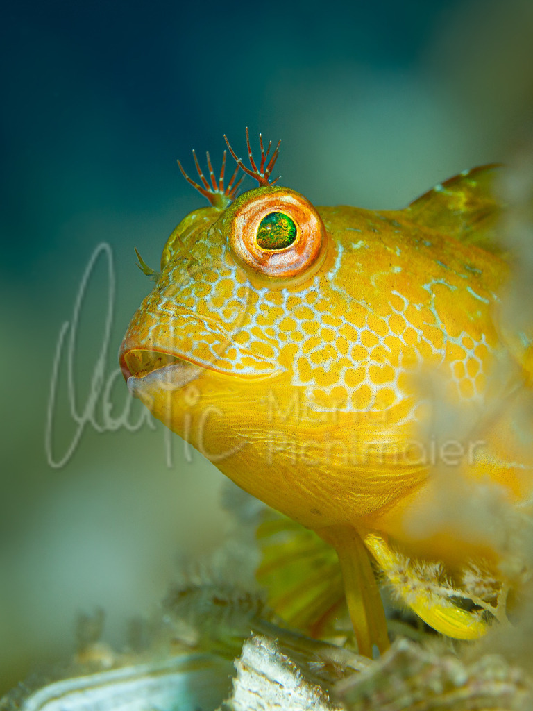 Parablennius pilicornis | Hairy-horned blenny / Barriguda / variabler Schleimfisch - Realisiert mit Pictrs.com