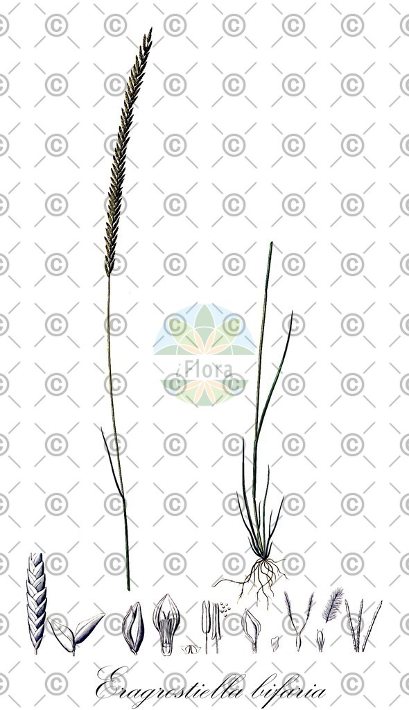 HistAbb_2157_1_SIMPLE | Historische Abbildung von Eragrostiella bifaria - Poaceae | Historical Illustration of Eragrostiella bifaria - Poaceae