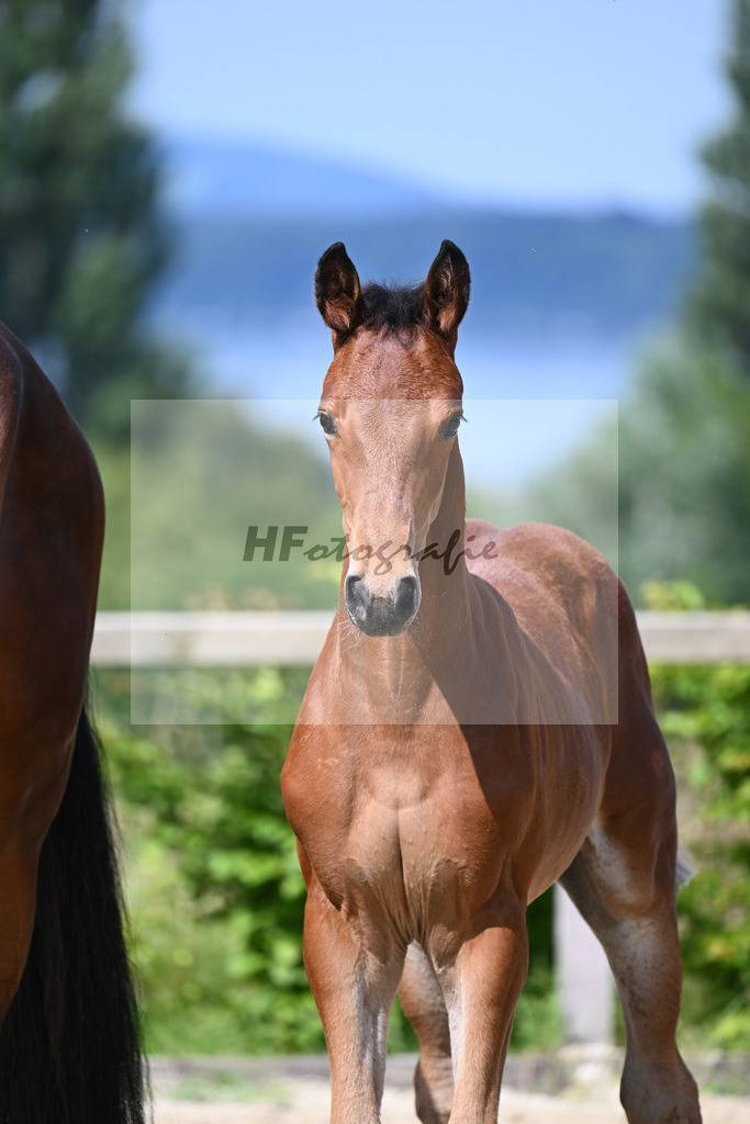 Dinken x Balou du Rouet_HF_Gossner_19240006 | hf-fotografie - Realisiert mit Pictrs.com