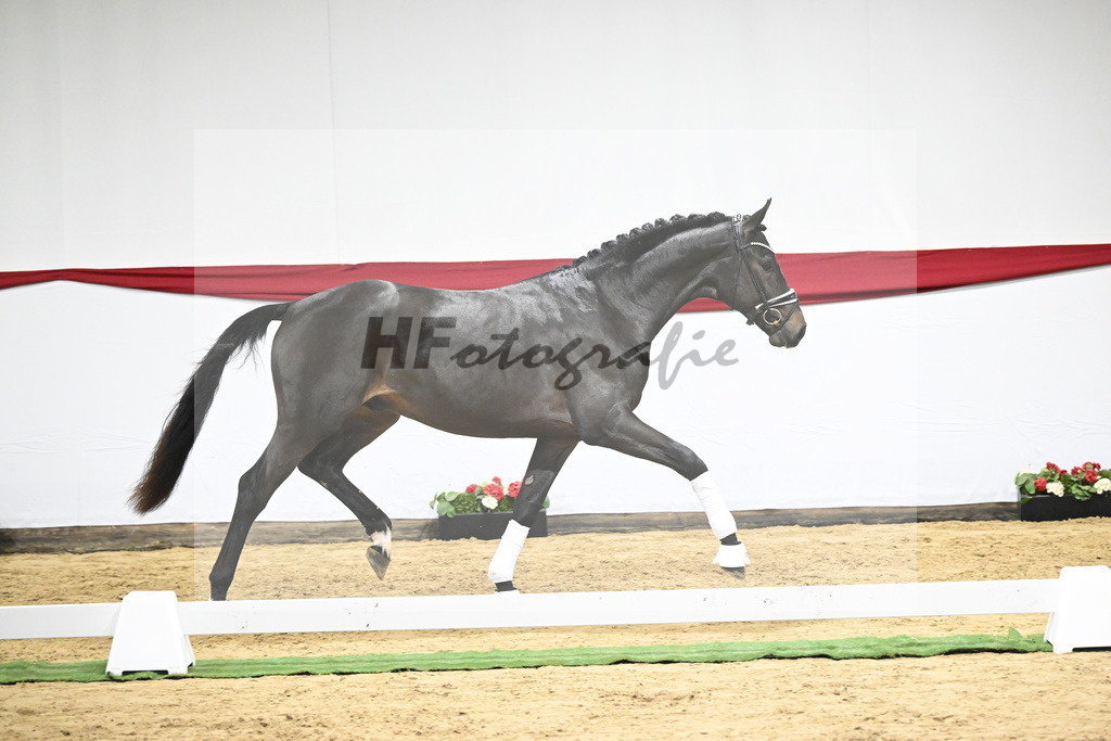 Kat-Nr. 49 v. Escamillo_Bschorer_63220463 | hf-fotografie - Realizzato con Pictrs.com