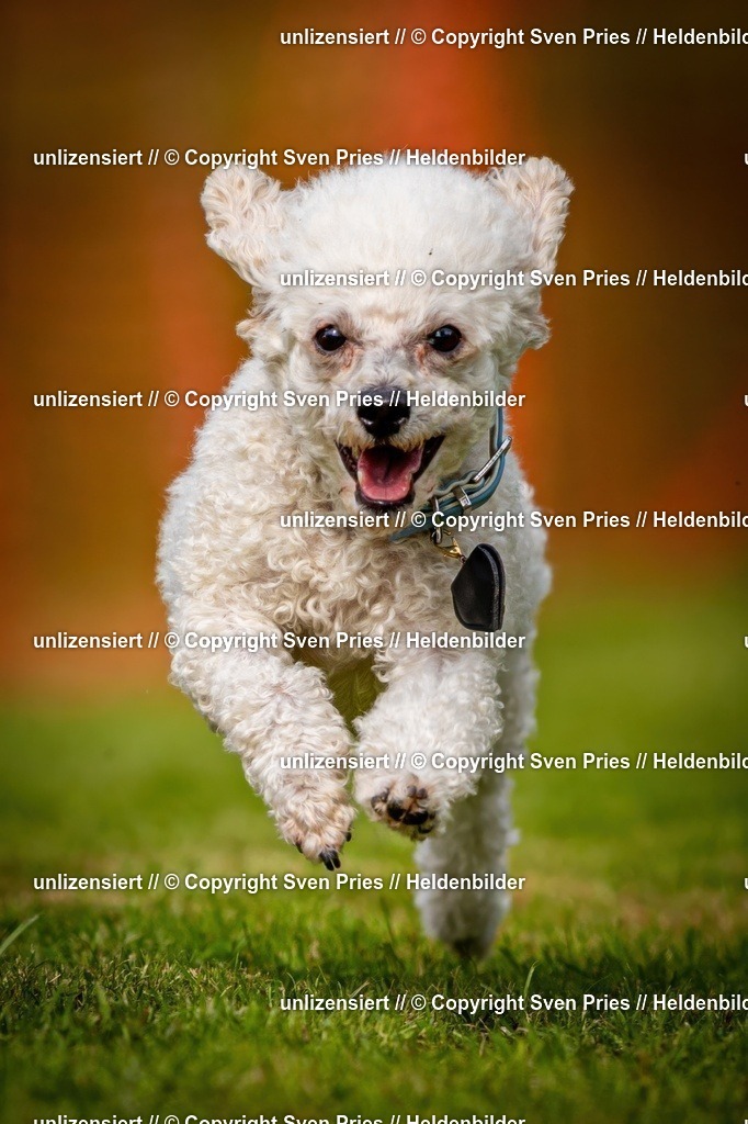 Sven Pries | 2024-09-22 - Hunderennen Baden-BadenPudelverein - Realisiert mit Pictrs.com