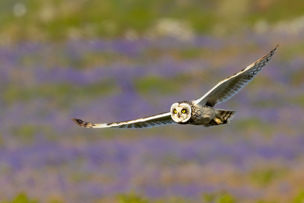 Eyes on You | A Short-eared Owl (Asio flammeus) flies low over a meadow of bluebells on Skomer Island, Wales. With its striking forward-facing gaze and silent flight, the owl scans the ground for prey while remaining almost undetectable to it.
