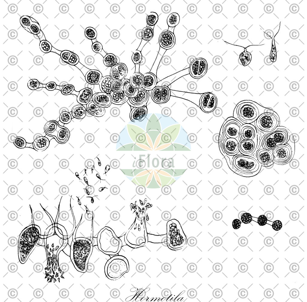 HistAbb_2993_1_FLORAD_SIMPLE | Historische Abbildung von Hormotila - Sphaerocystidaceae (0) | Historical Illustration of Hormotila - Sphaerocystidaceae (0)