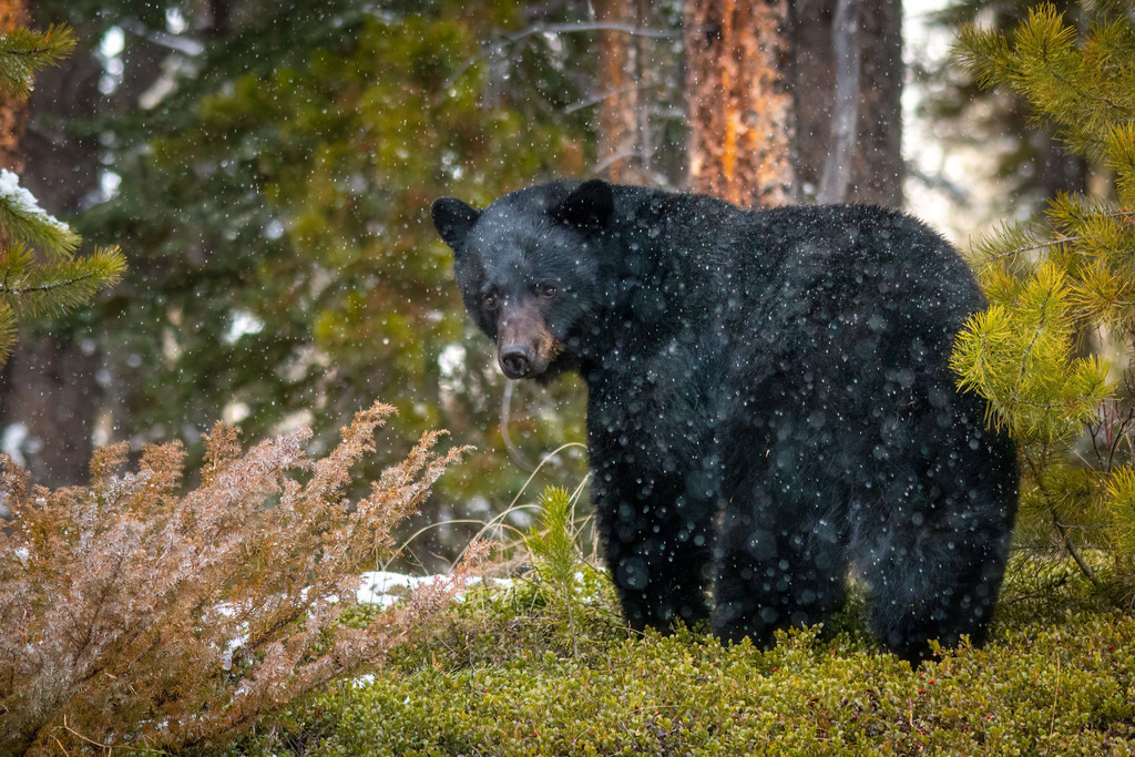 Schwarzbär | christophschaarschmidt - Realisiert mit Pictrs.com