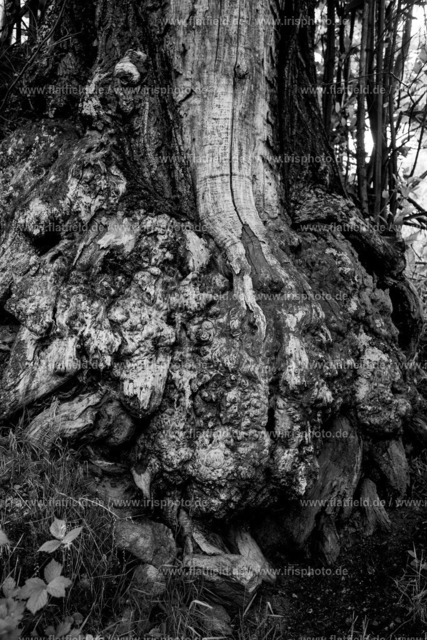Mächtige Kastanienwurzel | Naturfoto aus der Ardeche