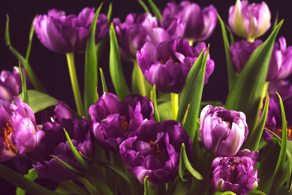 Tulpen | Simone Sonderegger Photography