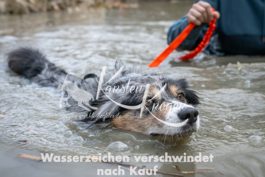 1431_ZZ99358 | kk-dogfotos