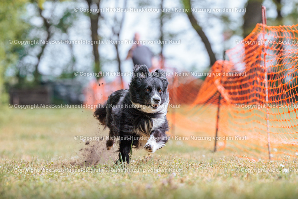 Sage Hunderennen Frühlingsfest-2026-Nickbest-Hundefotografie-0309 | Dein Hund! Dein Moment! Deine Erinnerungen! Hundefotografie in Bremen Blumenthal. Ich fange die besonderen Momente deines Vierbeiners ein – ob Indoor mit Blitzanlage oder in der freien Natur. Sicher dir dein Moment und dein Termin für eure Erinnerungen.