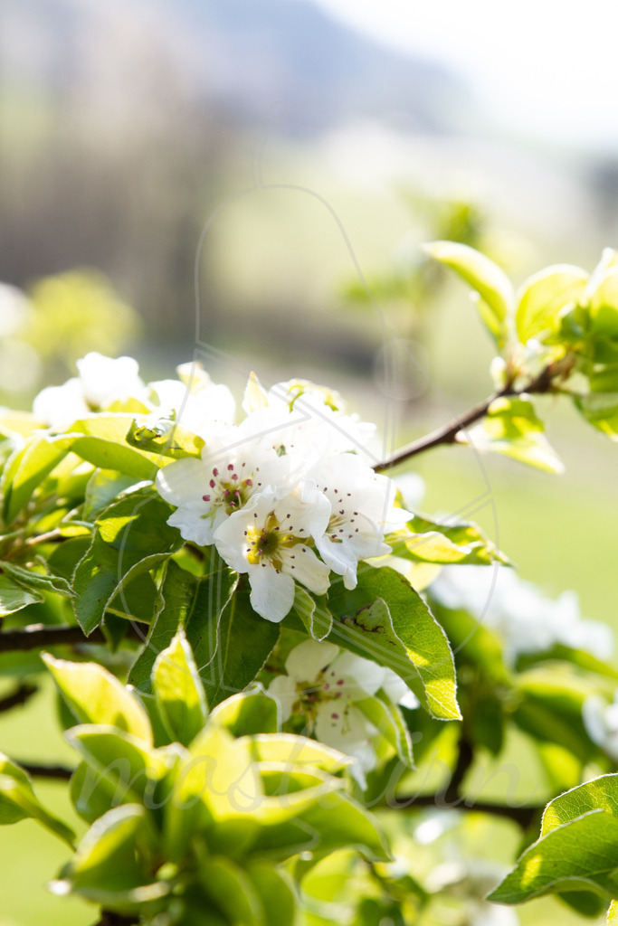 Birnbaumblüte | Bei Veröffentlichung des Bildes ist eine Namensnennung wie folgt erforderlich: 
Foto: Mostdirn Irmgard Wieser - Realisiert mit Pictrs.com