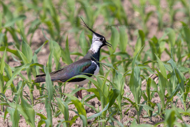 201895 | Tierfotografie, Tierkalender, Tierbilder, Insekten, Spinnen, Vögel, Schmetterling, Libellen, Leinwand, Colorkey, Qualität, Geschenkartikel, Geschenk - Realisiert mit Pictrs.com