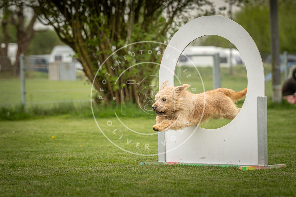 Pfotenfotografie_DV3A3204 | Hundefotografie, Tierfotograf, Pfotenfotografie, Fotoshooting Hund, Hunde Portrait, Hundesport, Hundeportraits, Heideshooting, Hunde, Sportfotograf, Hundefotograf, Turnierhundsport, THS,  - Realisiert mit Pictrs.com
