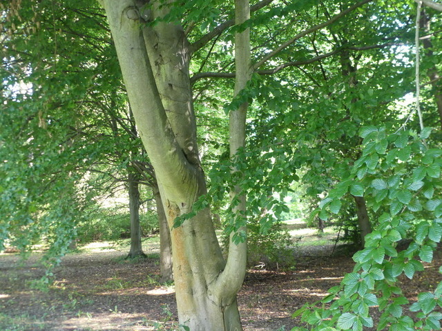 Rotbuche 1 | Verkauf von Fotos und  Videoclips zumThema Natur.Motive sind Pflanzen, Tiere, Landschaftenund Wetter - Realisiert mit Pictrs.com
