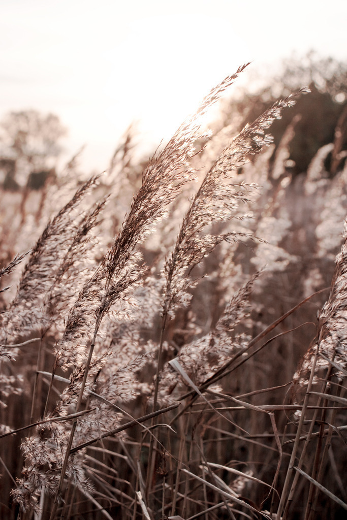 Wandbild: Schilf weht im Sonnenlicht im dezenten Beigeton | Dieses Wandbild im Hochformat zeigt wehenden Schilf im abendlichen Sonnenlicht. Der Schilf bringt mit dem Abendrot einen schönen wärmen Farbton ins Bild. Durch die untergehende Sonne und die wenigen Farben entsteht ein schöner Sepiaton. Teilweise ergibt sich durch die Bewegung der Halme eine leichte Bewegungsunschärfe, die das Bild interessant macht. Holen Sie sich diese schöne maritime Abendstimmung auf Leinwand, Aluminium-Platte oder als Glasbild. Ideal fürs Wohnzimmer, Schlafzimmer, Küche, den Arbeitsplatz oder die Ferienwohnung. Die Wandbilder werden individuell für Sie in vielen Abmessungen produziert.  - Realisiert mit Pictrs.com