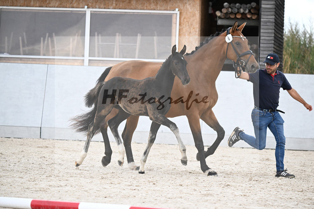 Kat-Nr. 6 Kjento x Escolar_HF_Schmidt_21250661 | hf-fotografie - Realizzato con Pictrs.com