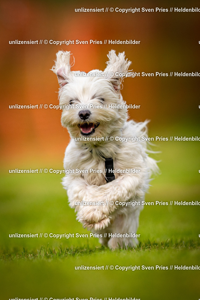 Sven Pries | 2024-09-22 - Hunderennen Baden-BadenPudelverein - Realisiert mit Pictrs.com