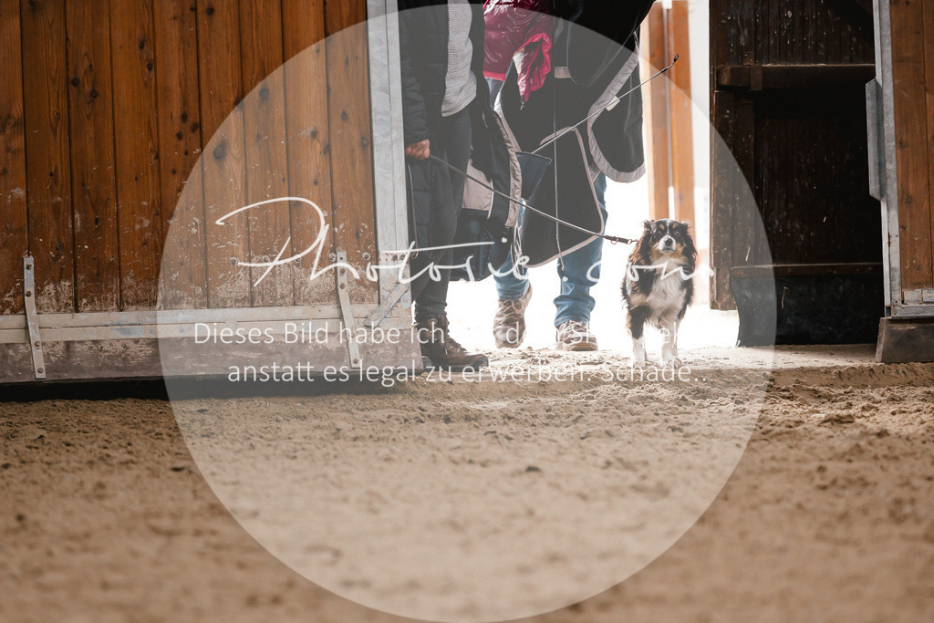 3I6A9095 | Stimmungsvolle Portraits und Reitsportfotografie im Ruhrgebiet und im Münsterland.

Pferdefotografie, Hundefotografie, Tierfotografie, Reportagen, Portraits von Tier und Mensch, Turnierfotografie in Bochum, Recklinghausen, Marl, Haltern am See, Dülmen.. - Realisiert mit Pictrs.com