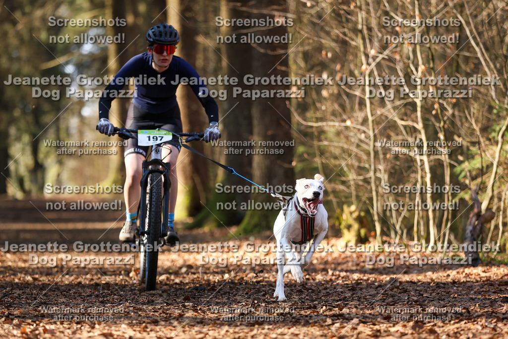 Dog Paparazzi - VCC26-948 | Dog Paparazzi Jeanette Grottendiek Fotografie & Videografie - Realisiert mit Pictrs.com