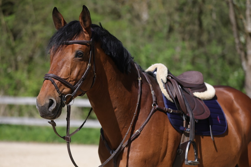 0P6A8088 | Willkommen bei Brunnmayr - Design & Fotografie – Ihrem Spezialisten für Reitturniere und Pferdeveranstaltungen in Oberösterreich, Salzburg und Bayern! Seit über 17 Jahren sind wir leidenschaftlich dabei.