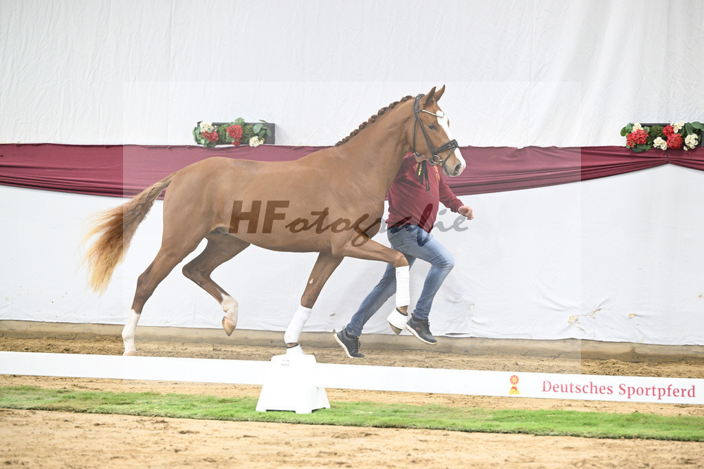 Kat-Nr. 24 Escanto PS x Feinrich_Tobias Sesselmann u Lea Dressel_47250756 | hf-fotografie - Realisiert mit Pictrs.com