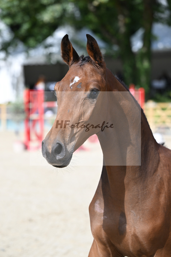Fohlenauktion Next Chance_49220097 | hf-fotografie - Realisiert mit Pictrs.com