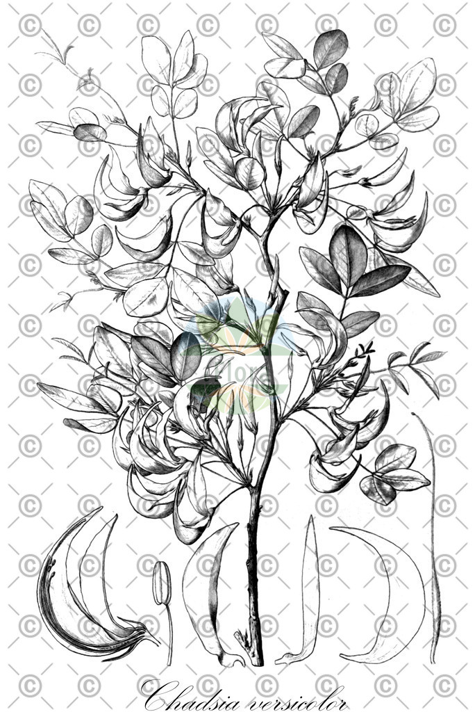 HistAbb_wfo-0000043449_1_ENZY_Simple | Historische Abbildung von Chadsia versicolor - Fabaceae | Historical Illustration of Chadsia versicolor - Fabaceae