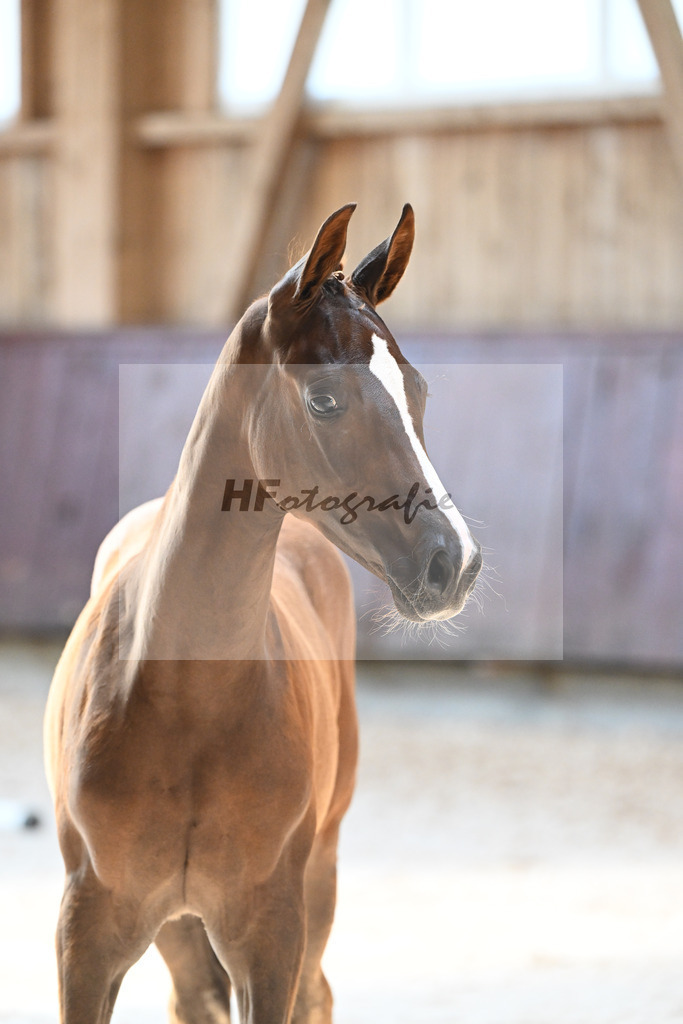 Kat-Nr. 13 SF Bon Coeur x Mochito_Zunterer_32240512 | hf-fotografie - Realisiert mit Pictrs.com