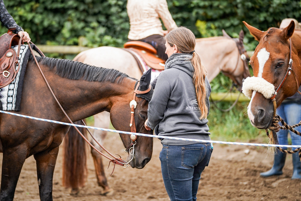 DSC03214 | Pferdegrafie