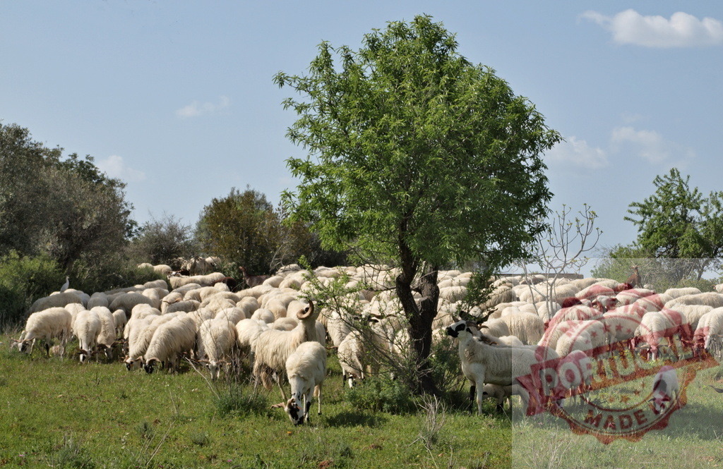 Sheep flock grazing under a tree on a sunny day | Sheep flock grazing on a green field under a clear blue sky - Realized with Pictrs.com