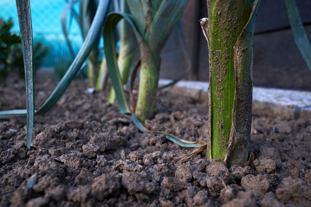 Lauch in der Erde | Burgenland - Austria - September 02, 2022: Lauch in der Erde. - Realisiert mit Pictrs.com