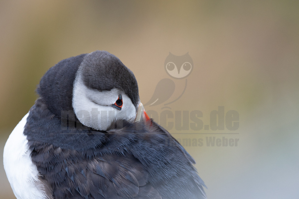 R5NF0356-20230719 | Der Papageitaucher – auch Papageientaucher oder Puffin genannt – ist eine Vogelart aus der Familie der Alkenvögel. Die Art brütet in Erdhöhlen an und auf Klippen oder an deren Fuß im Nordatlantik sowie im westlichen Nordpolarmeer. - Realisiert mit Pictrs.com