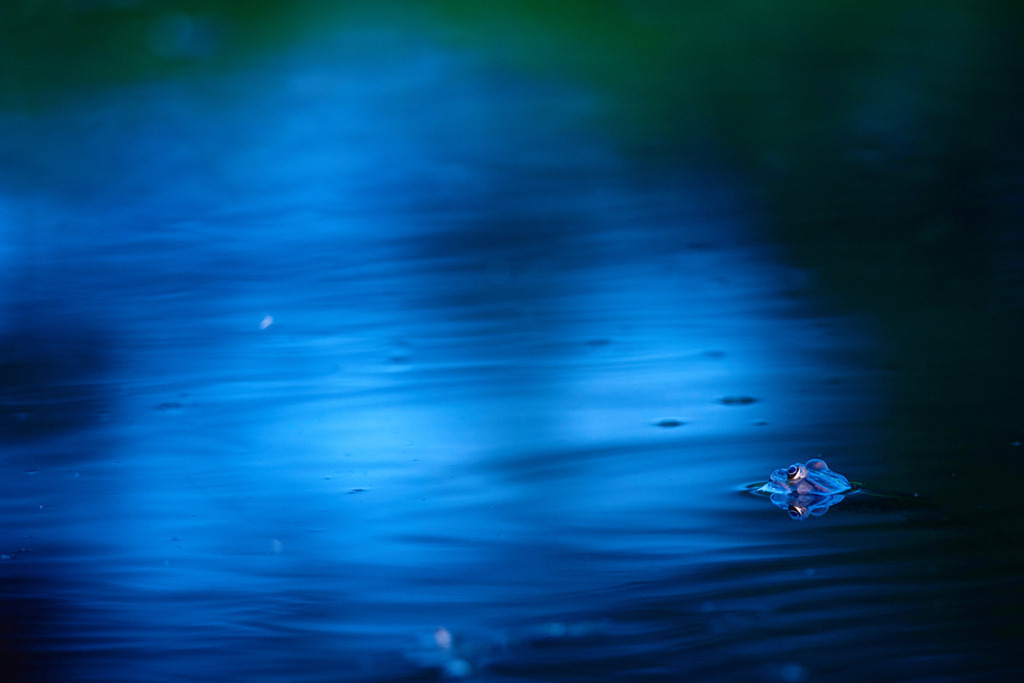 Teichfrosch im Wasser | Rauchwart, Austria - May 08, 2015: Teichfrosch im Wasser. - Realisiert mit Pictrs.com